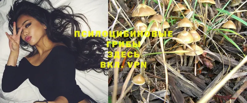 Галлюциногенные грибы MAGIC MUSHROOMS  Каменногорск 